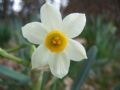 Narcissus tazetta